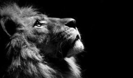 六六狮被爆料的视频,揭秘娱乐圈惊人内幕